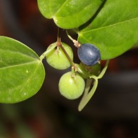 Passiflora suberosa L.